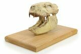 Fossil Oreodont (Merycoidodon) Skull Display - South Dakota #284367-2